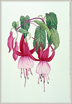 Fuchsias