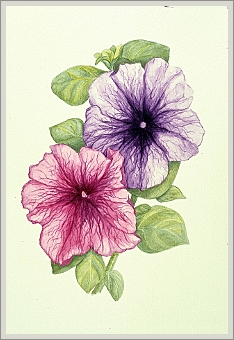 Petunias
