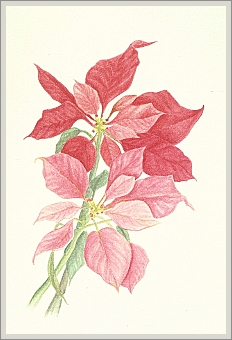 Poinsettia Greeting Card